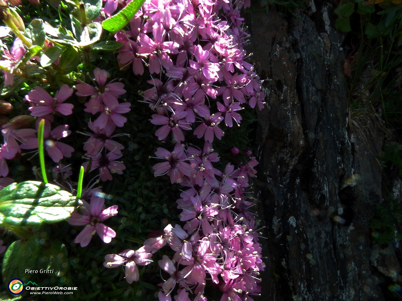 26 silene acaulis....JPG